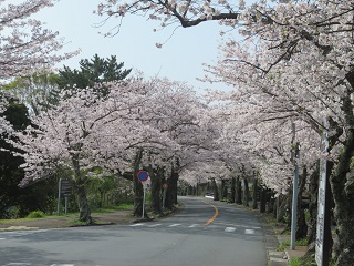 21.3.30sakuraE.JPG