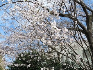 25.4.2sakurab.JPG
