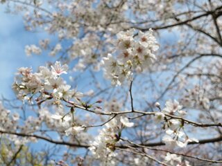 25.4.2sakurac.JPG