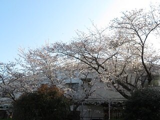 25.4.5sakuraA.JPG
