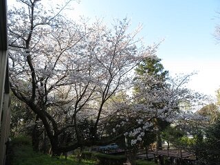 25.4.5sakuraB.JPG