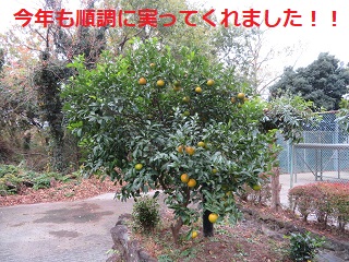 R2.daidai1.JPG