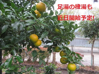 R2.daidai2.JPG