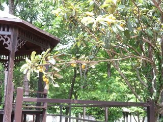 biwa3.JPG