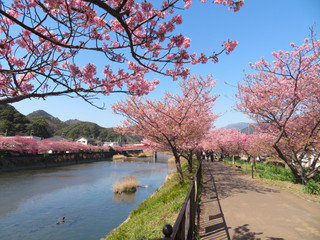 kawazuzakura.jpg
