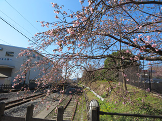 sakura.1_2.jpg