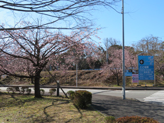 sakura.2_2.jpg