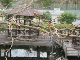 sakura.3_3.jpg