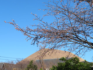 sakura.4_2.jpg