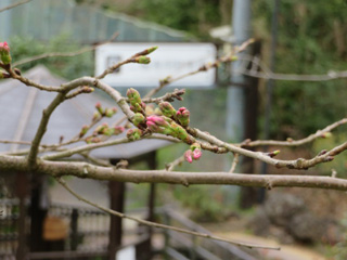 sakura.4_3.jpg