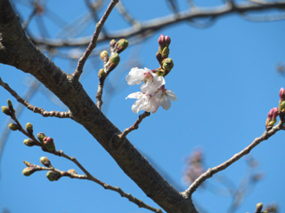 sakura.5_2.jpg