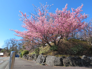 sakura.6_2.jpg