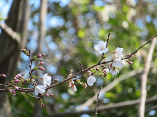 sakura.6_3.jpg
