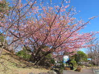 sakura.7_2.jpg