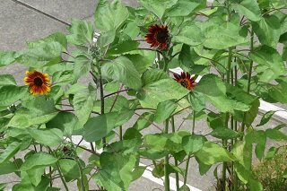 IMG_8163.JPG