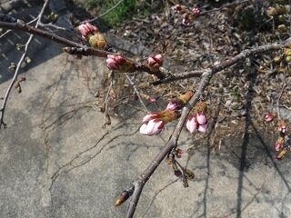 DSCF7053.JPG