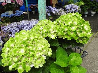 DSCN5746.JPG