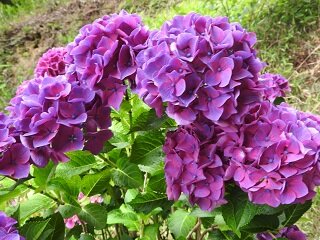 DSCN5774.JPG