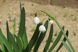 IMG_4426.JPG