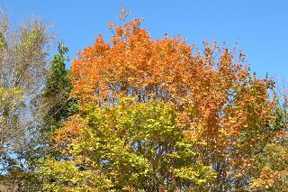IMG_5470.JPG
