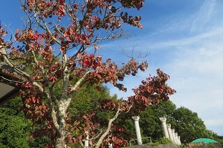 IMG_7784.JPG