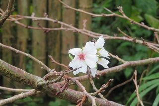 IMG_7795.JPG