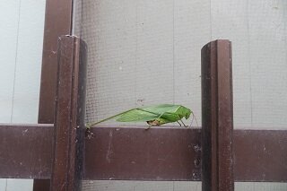 IMG_8418.JPG
