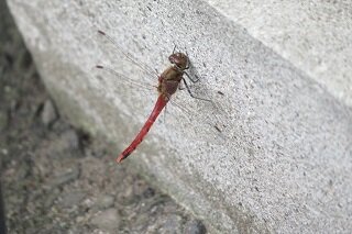 IMG_8448.JPG