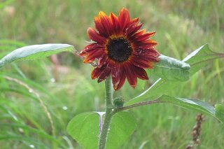 IMG_9018.JPG