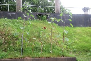 IMG_9021.JPG