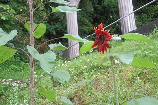 IMG_9023.JPG