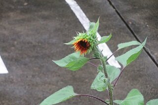 IMG_9040.JPG