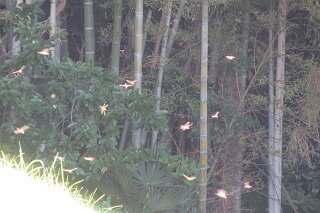 IMG_9187.JPG