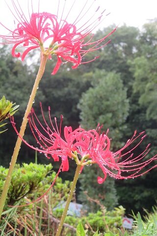 IMG_9214.JPG