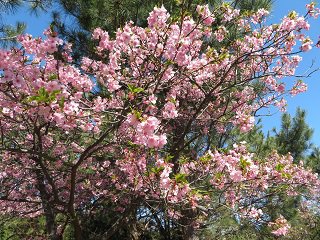 こちらももうすぐ見ごろ 白子町のしらこ桜 22年篇 カイザーベルク 御宿 月の沙漠 ツーリングをサポートするレッドバロン