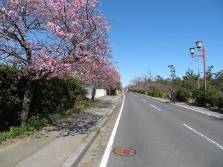 こちらももうすぐ見ごろ 白子町のしらこ桜 22年篇 カイザーベルク 御宿 月の沙漠 ツーリングをサポートするレッドバロン