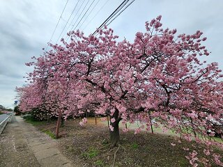 20250313_105302.jpg