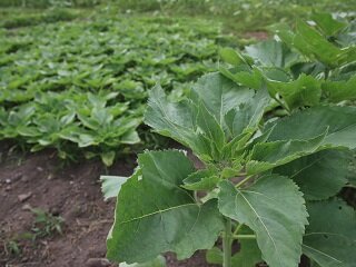 IMG_0555.JPG