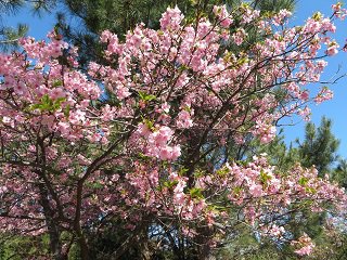 IMG_0491.JPG