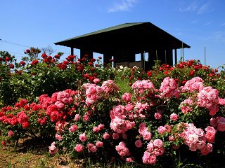 IMG_5318.JPG