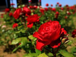 IMG_5319.JPG
