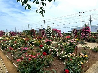 IMG_5332.JPG