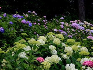 IMG_5636.JPG